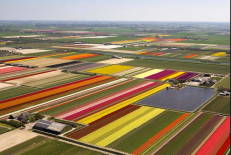 Tulpių laukai Olandijoje. Peterjsullivan.wordpress.com nuotr.