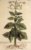 Tabako augalas. Iš chrisdellavedova.com.