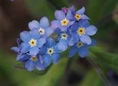 Neužmirštuolė - Myosotis sylvatica. Nuotr. iš wikimedia.org