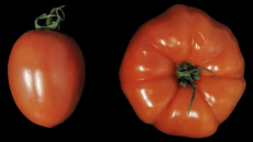 Pomidoras ir superpomidoras.