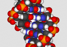 DNR fragmento erdvinis modelis.