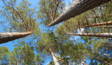 Miškai – didelis Lietuvos turtas. Tačiau tik ne konservatoriams ir jų satelitams.