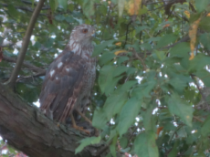 Paukštis, kuris stebėjo mane pro langą, kai rašiau šį straipsnį. Kalbino, nieko nesupratau.