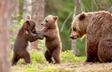 Rudoji meška stebi kaip jos palikuoniai pasilikę darbuojasi.