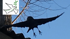 Po tamsos ateina šviesa, po juodo – balta. Nuotr. taikospartija.lt