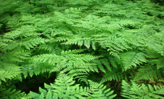 Joninių metu žmonės ieško paparčio žiedo.