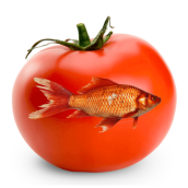 Iš žuvies genų sukurtas pomidoras.
