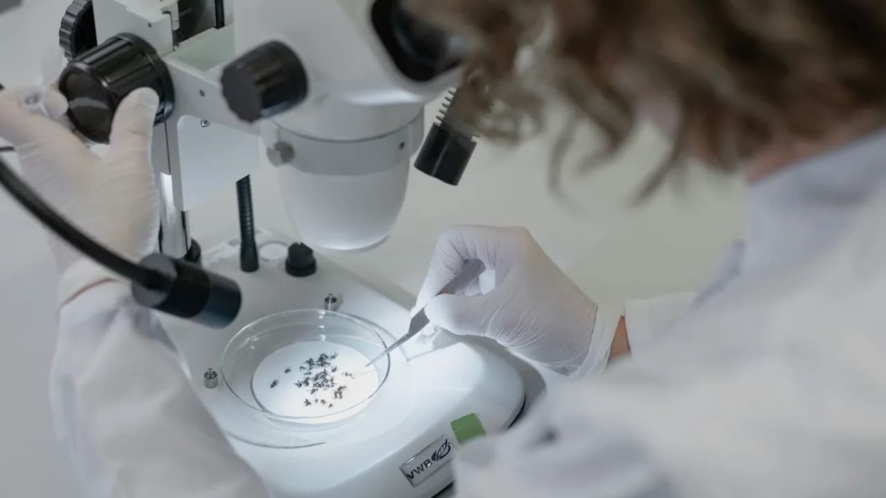 Vokietijos ekspertai perspėja dėl Vakarų Nilo viruso plitimo Berlyne ir Rytų Vokietijoje