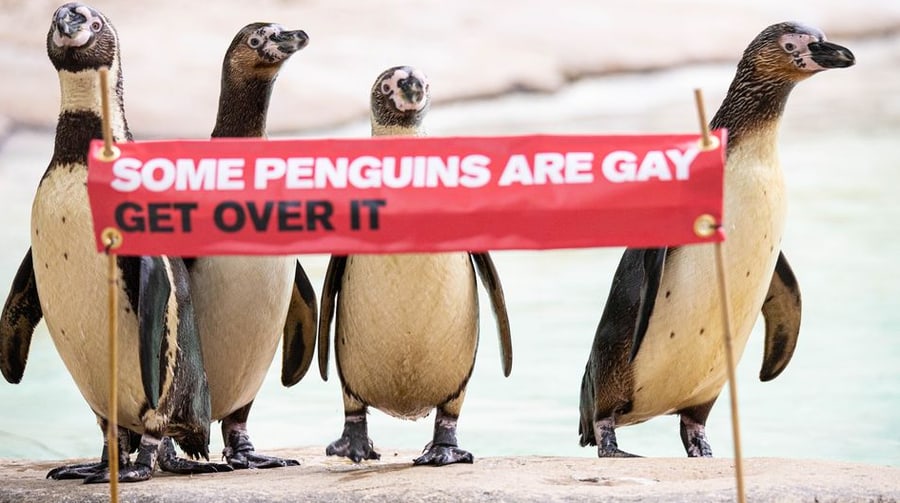 Gėjai pingvinai. Nuotr. mashable.com