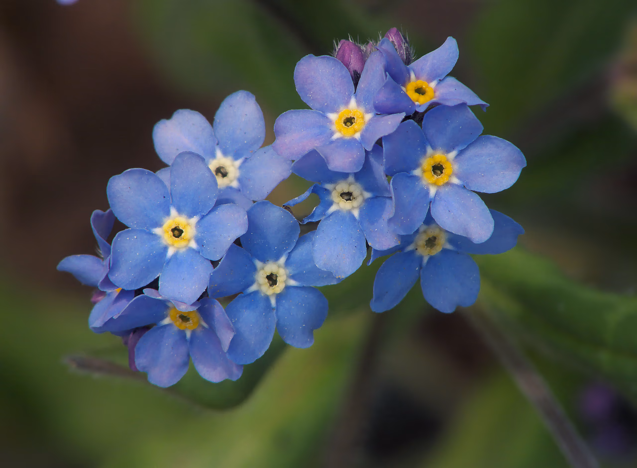 Neužmirštuolė - Myosotis sylvatica. Nuotr. iš wikimedia.org