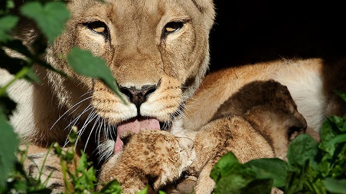 Kopenhagos zoologijos sodo darbuotojai nepagailėjo dviejų liūtų ir dviejų 10 mėnesių liūtukų