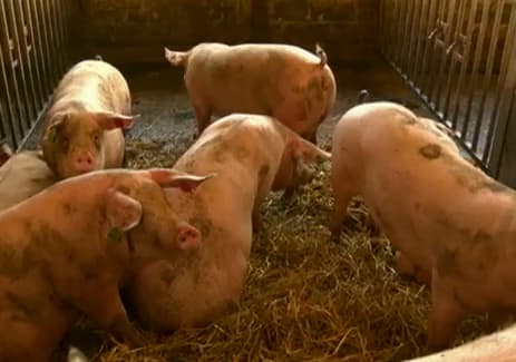 Britanijos kiaulininkai kenčia nuo Rusijos embargo (BBC)