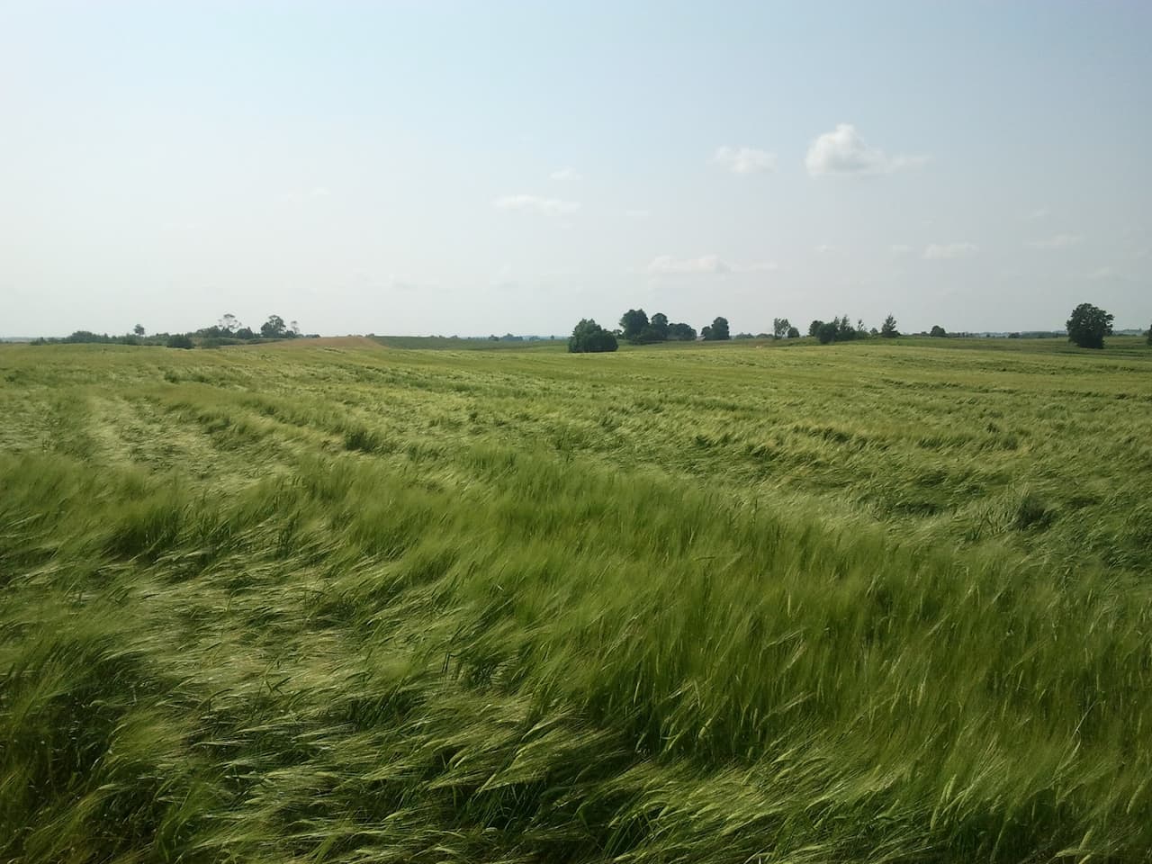 Neišdegęs miežių laukas. Asociatyvinė nuotrauka.