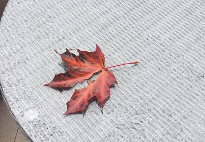Rudens pranašas. Nuotr. R. Budbergytės.