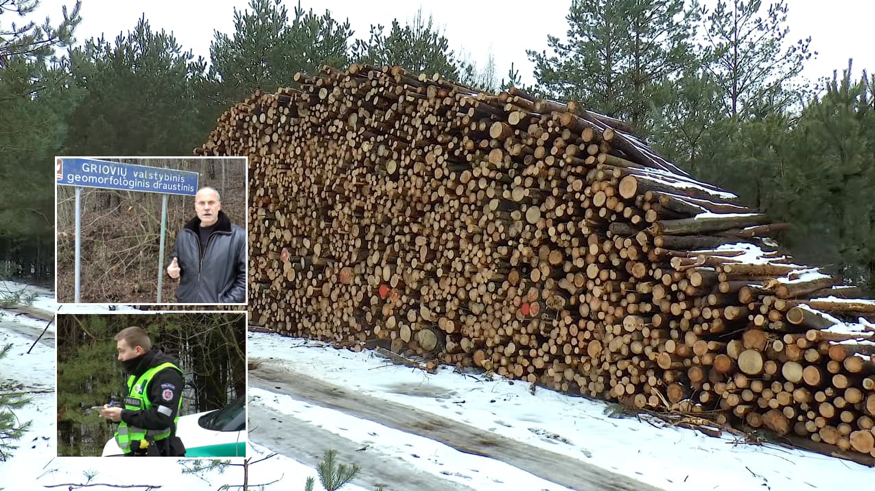 Naikinamą mišką išveža sunkvežimiai latviškais numeriais