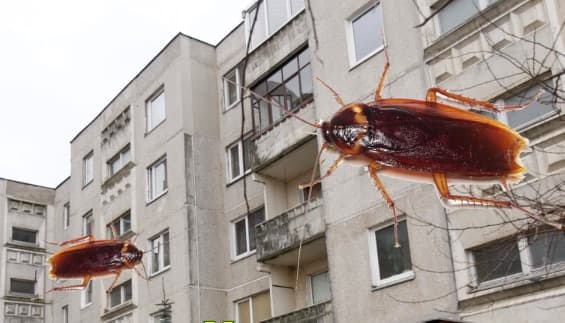 Daugiabučių parazitai Mažeikiuose
