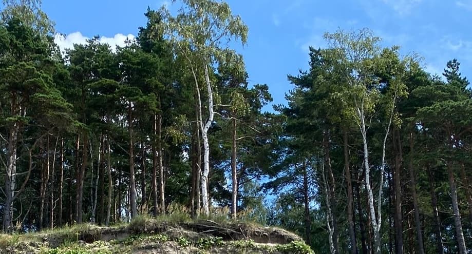 Dėl visuotinio LGPOC susirinkimo Pakaunės miškuose