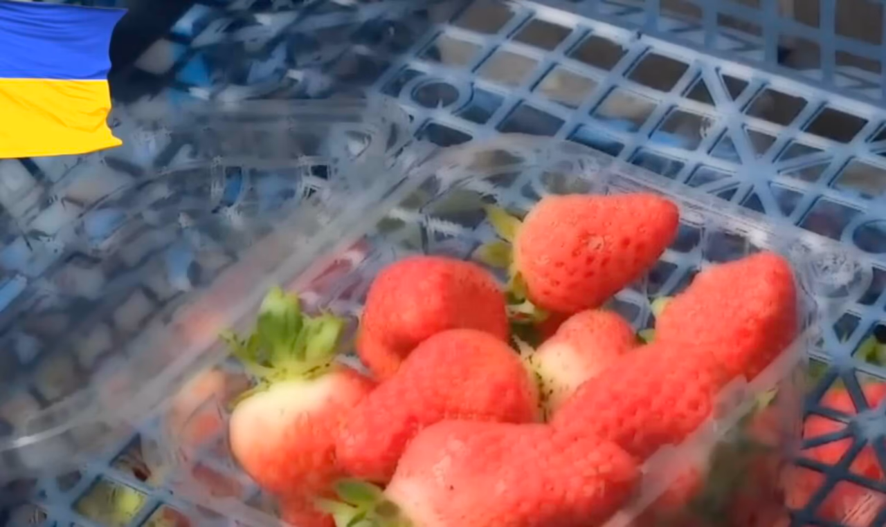 Braškių savikaina smarkiai padidėjo