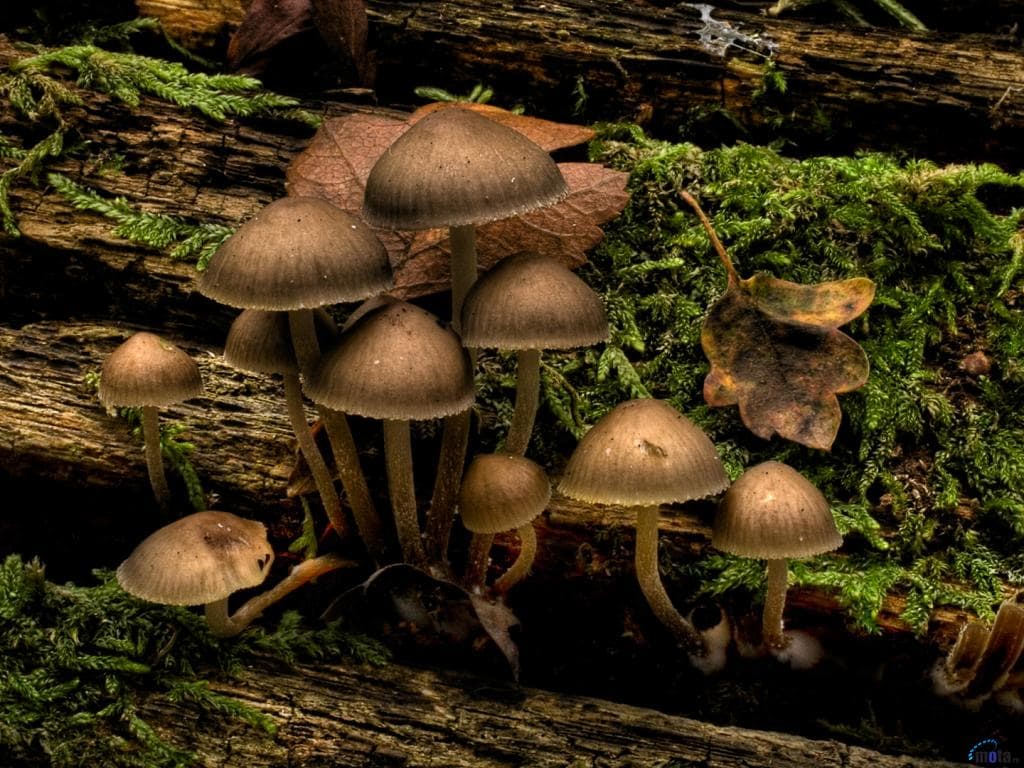 Derlius: grybukai ant puvėsio